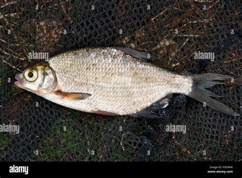 bream fish|Common bream .